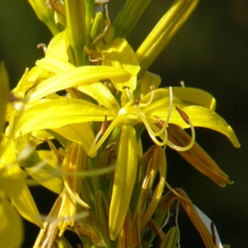 Asphodeline lutea - Gele affodil (Bloei)