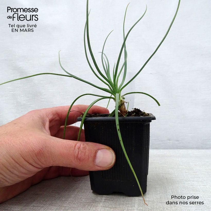 Exemplaar van Asphodeline lutea - Gele affodil Kweekpotje van 7/8 cm zoals geleverd in de lente