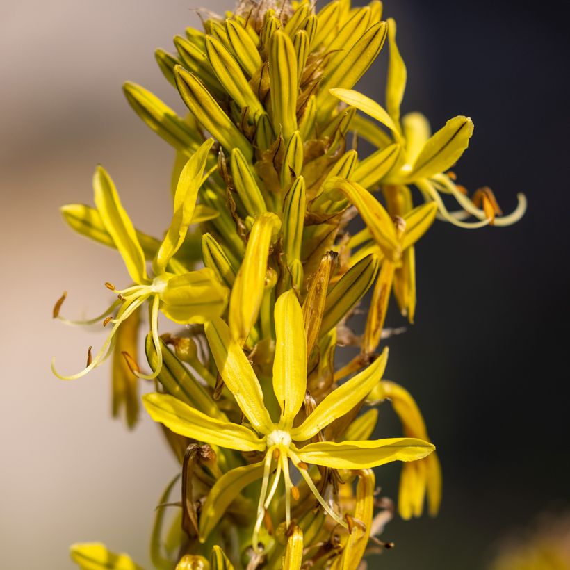 Asphodeline lutea - Gele affodil (Bloei)