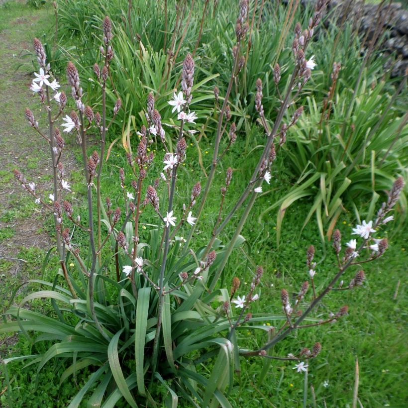 Asphodelus ramosus - Affodil (Groeiplaats)