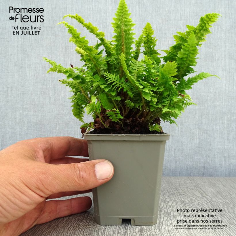 Exemplaar van Polystichum setiferum Congestum - Zachte naaldvaren Kweekpotje van 8/9 cm zoals geleverd in de zomer