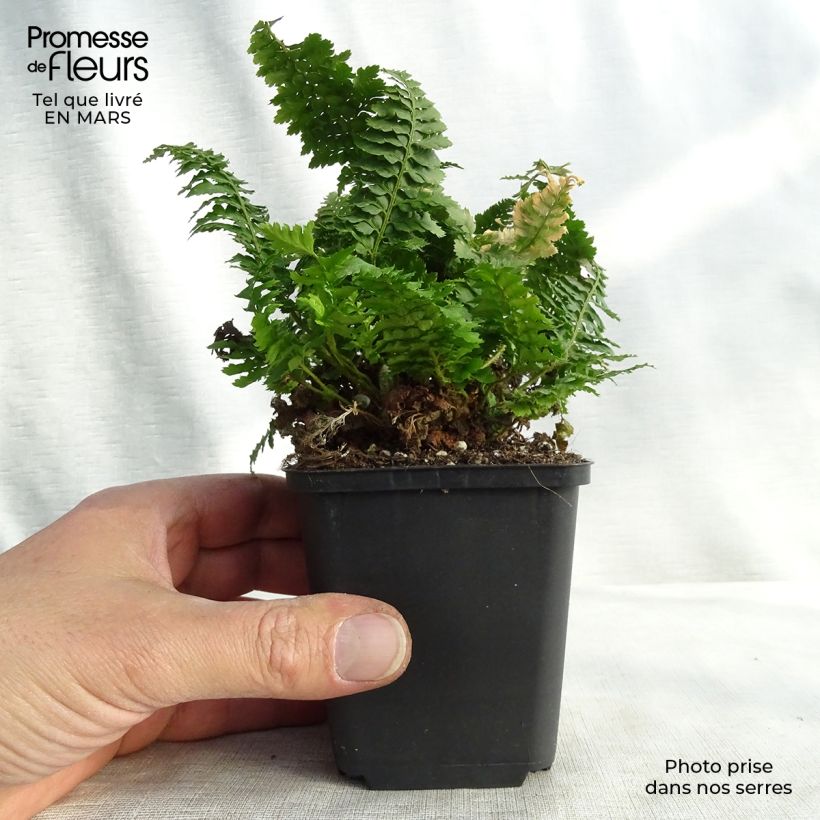 Example of Polystichum setiferum Congestum - Zachte naaldvaren Kweekpotje van 8/9 cm as you get in printemps