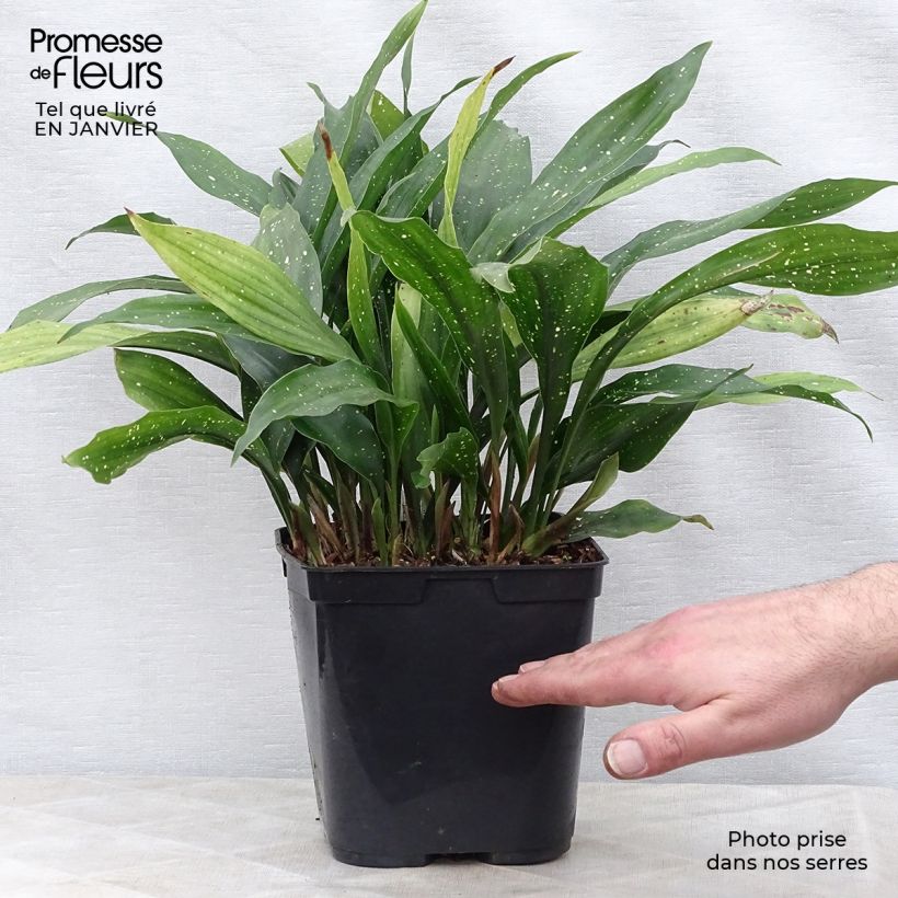 Exemplaar van Aspidistra Milky way - Kwartjesplant Pot van 2 l/3 l zoals geleverd in de winter