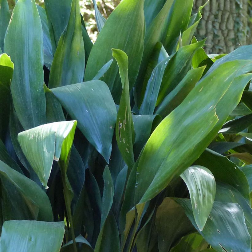Aspidistra elatior - Kwartjesplant (Blad)