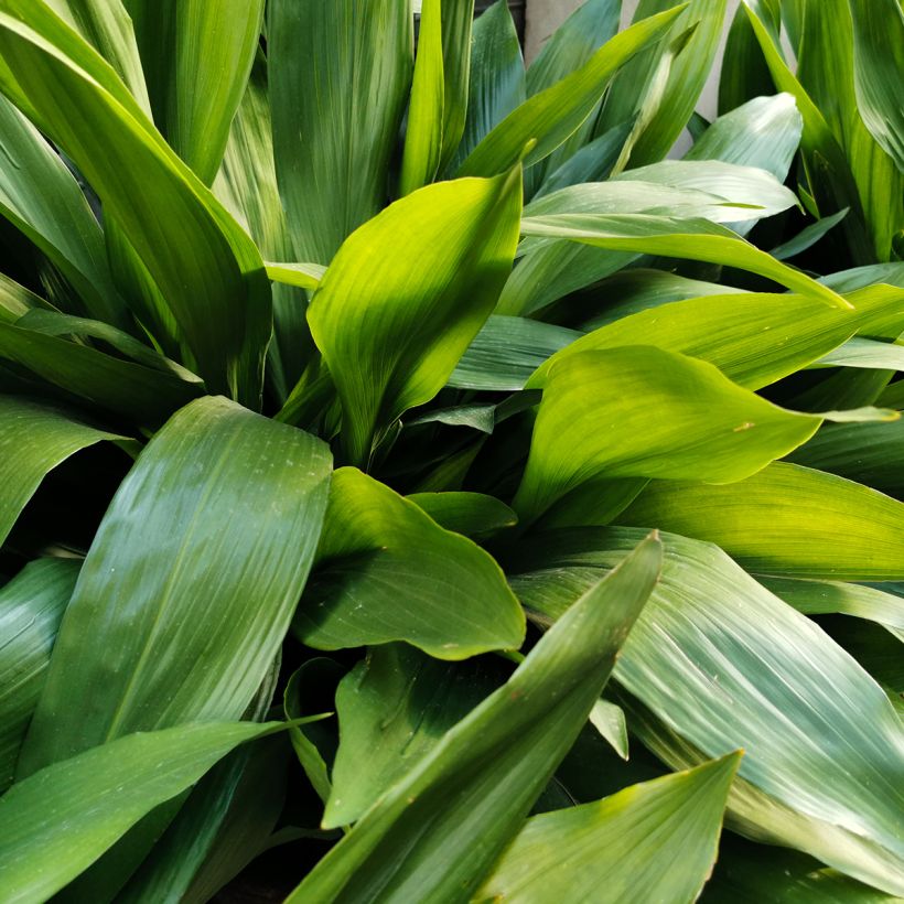 Aspidistra elatior - Kwartjesplant (Blad)