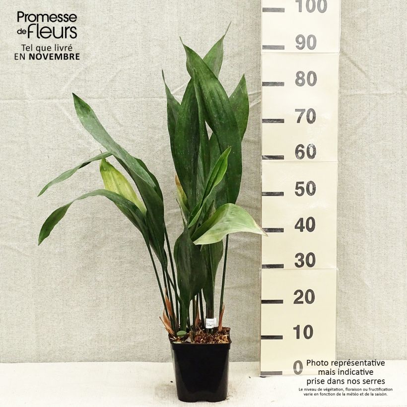 Exemplaar van Aspidistra elatior Zebra - Kwartjesplant Pot van 2 l/3 l zoals geleverd in de herfst
