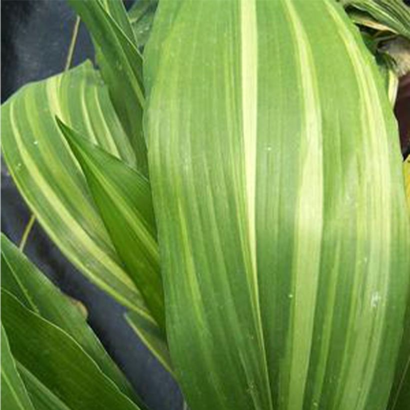 Aspidistra elatior Zebra - Kwartjesplant (Blad)