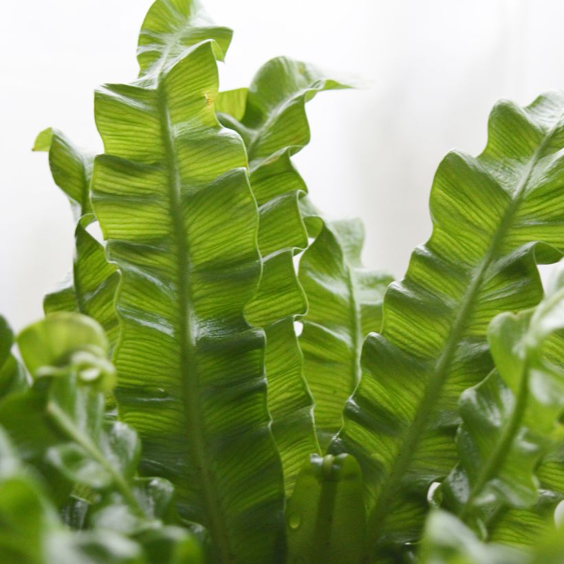 Asplenium nidus Crispy Wave - Fougère nid d'oiseau (Blad)