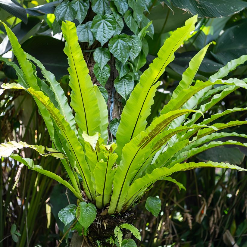 Asplenium nidus - Fougère nid d'oiseau (Groeiplaats)