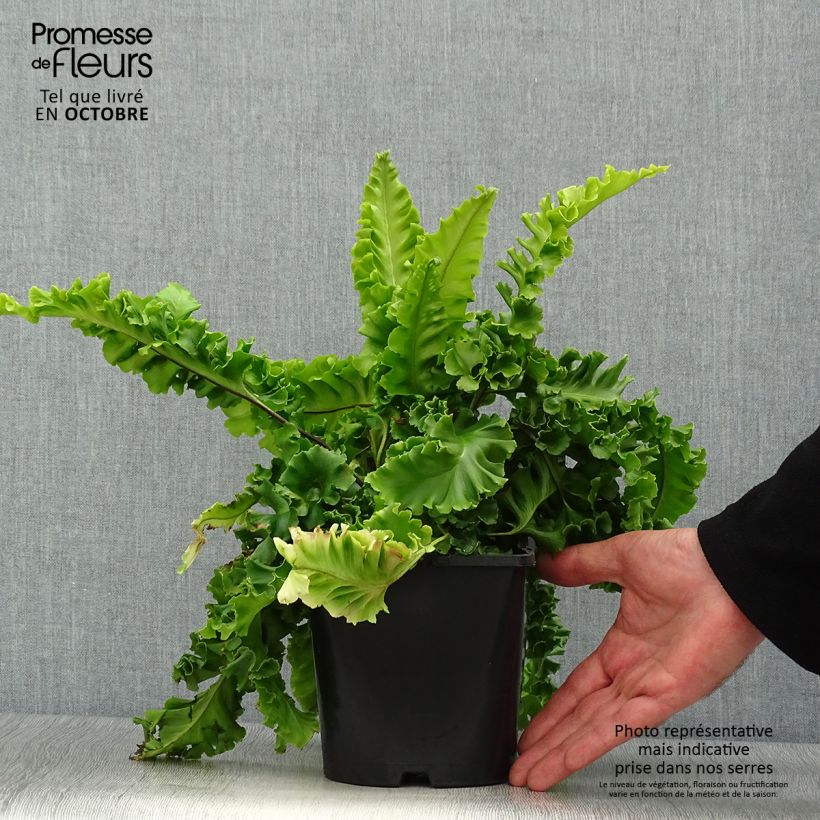 Exemplaar van Phyllitis scolopendrium Boltons Nobile - Tongvaren Pot van 2 l/3 l zoals geleverd in de herfst