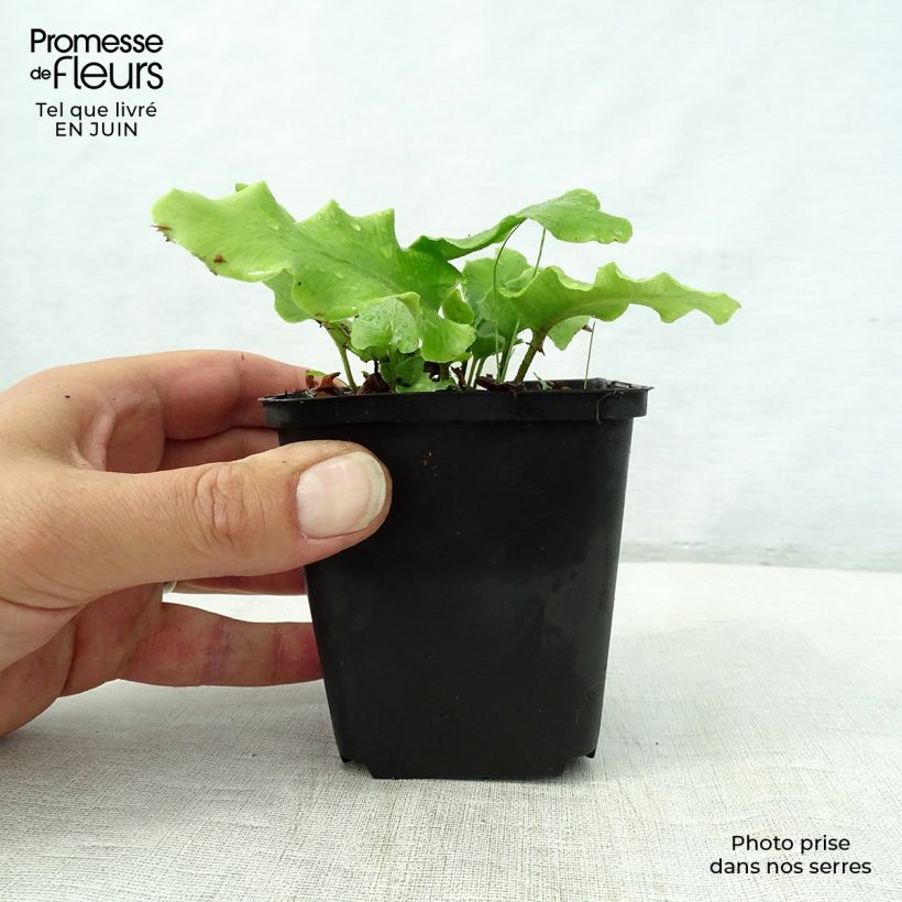 Exemplaar van Asplenium scolopendrium Cristatum Group - Tongvaren Kweekpotje van 8/9 cm zoals geleverd in de zomer