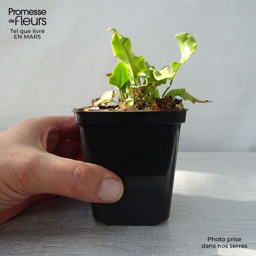 Exemplaar van Asplenium scolopendrium Cristatum Group - Tongvaren Kweekpotje van 8/9 cm zoals geleverd in de lente