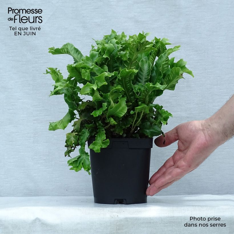 Exemplaar van Asplenium scolopendrium Cristatum Group - Tongvaren Pot van 2 l/3 l zoals geleverd in de zomer