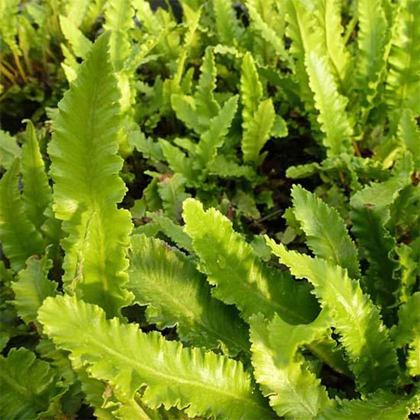 Asplenium scolopendrium Undulatum Angustatum - Tongvaren (Blad)