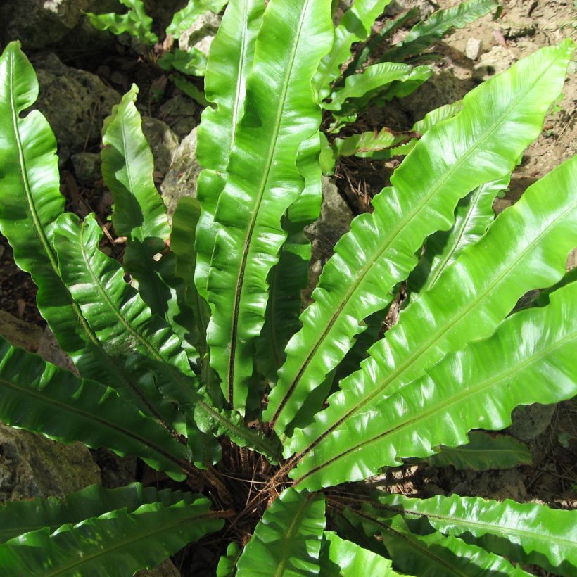 Asplenium scolopendrium Undulatum Group - Tongvaren (Blad)