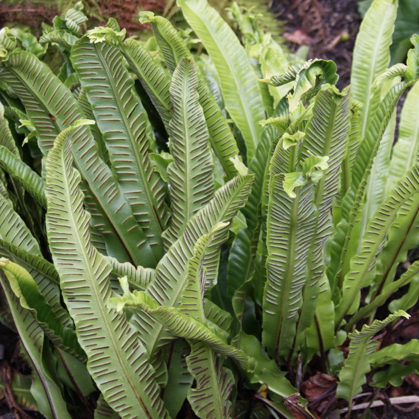Asplenium scolopendrium Undulatum Group - Tongvaren (Oogst)