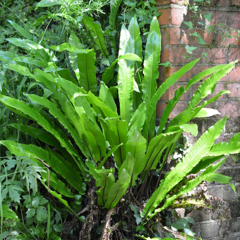 Asplenium scolopendrium Undulatum Group - Tongvaren (Groeiplaats)