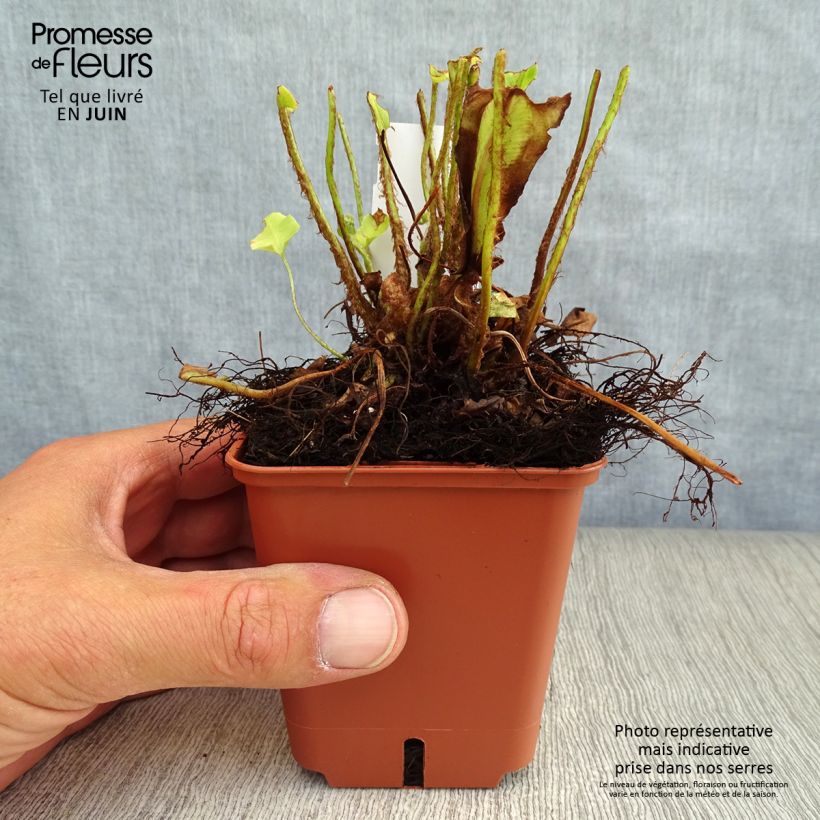 Exemplaar van Asplenium scolopendrium Undulatum Group - Tongvaren Kweekpotje van 8/9 cm zoals geleverd in de zomer