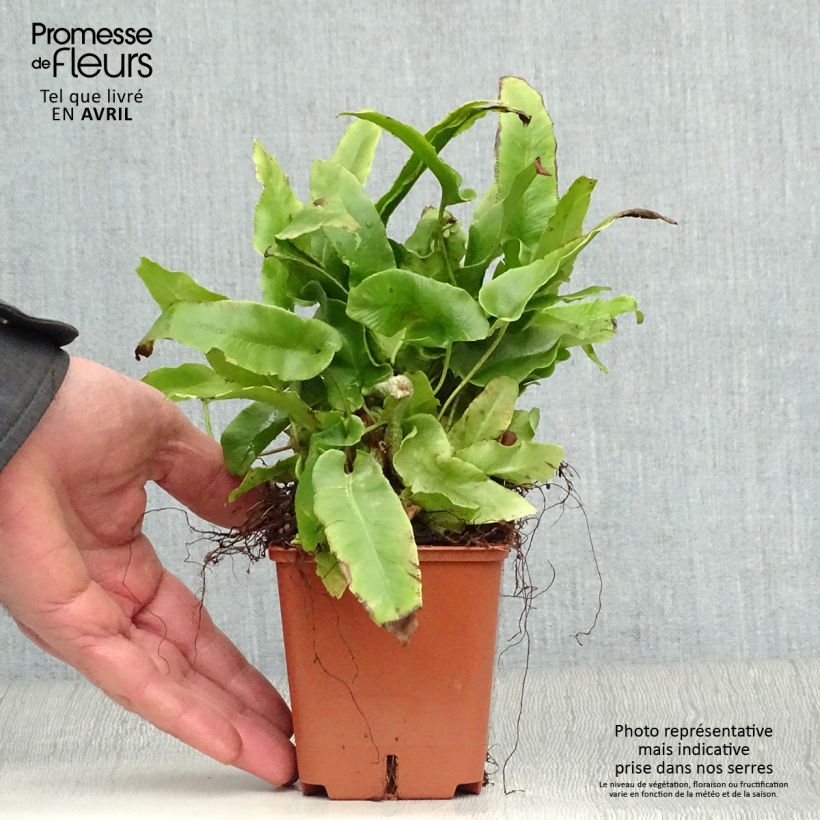 Exemplaar van Asplenium scolopendrium Undulatum Group - Tongvaren Kweekpotje van 8/9 cm zoals geleverd in de lente