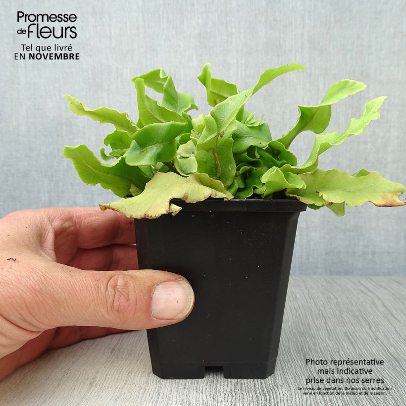 Exemplaar van Asplenium scolopendrium Undulatum Group - Tongvaren Kweekpotje van 8/9 cm zoals geleverd in de herfst