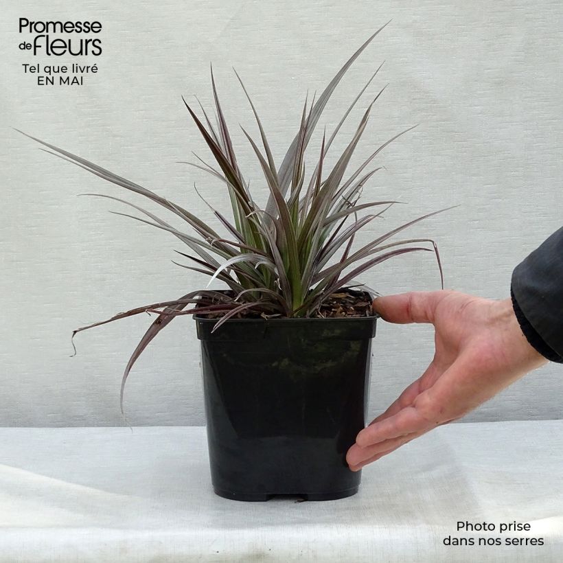 Exemplaar van Astelia Red Shadow Pot van 2 l/3 l zoals geleverd in de lente