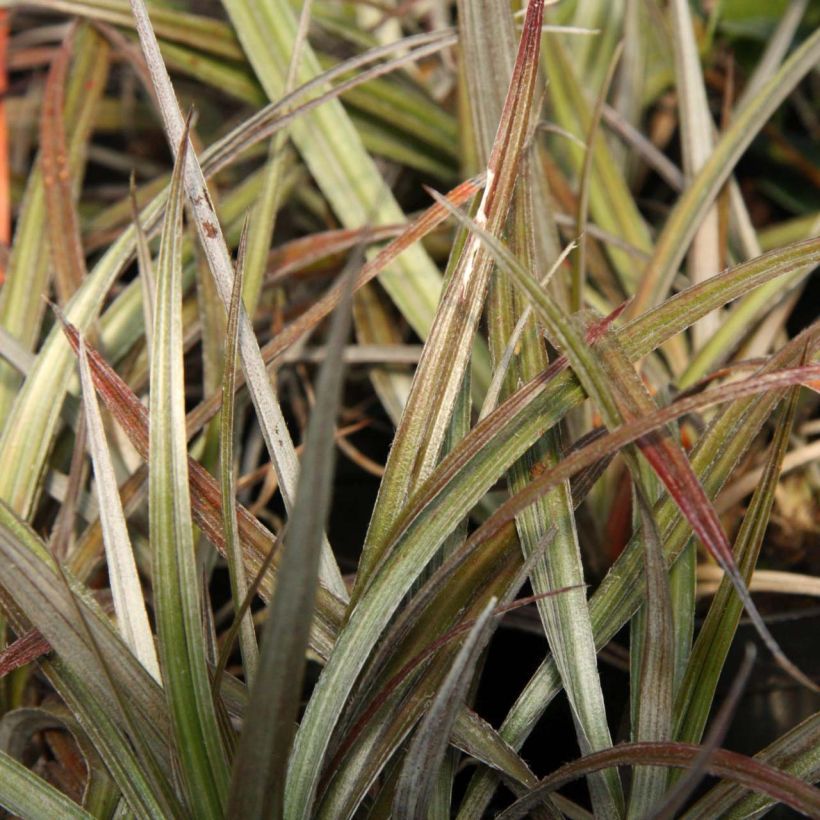 Astelia Red devil (Blad)