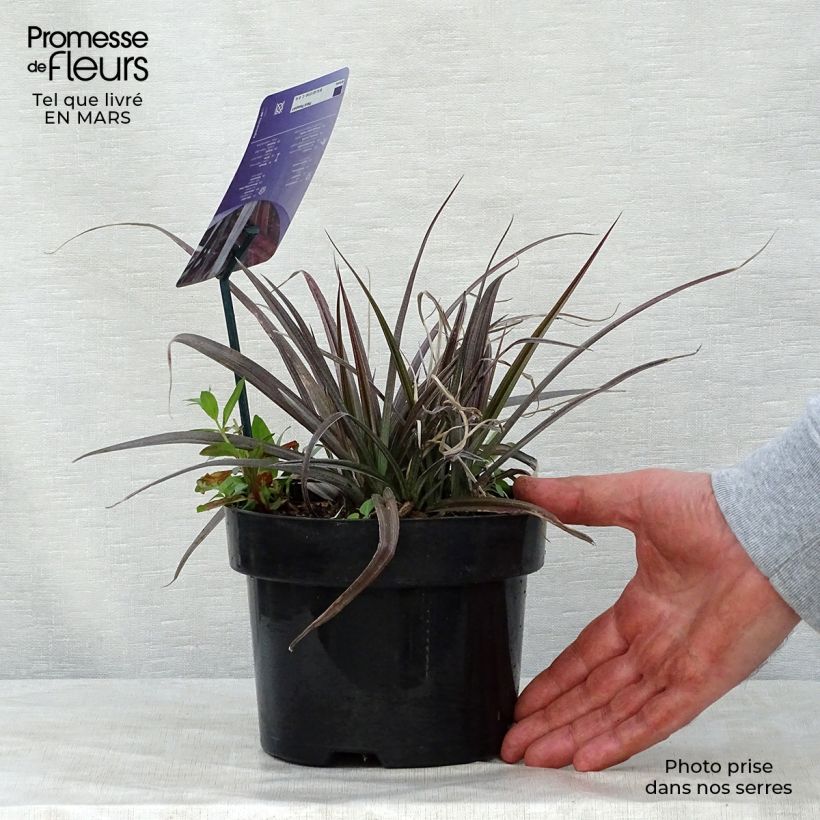 Exemplaar van Astelia Red devil Pot van 2 l/3 l zoals geleverd in de lente