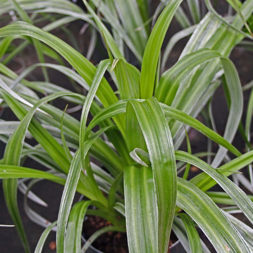 Astelia chathamica Silver Shadow (Blad)