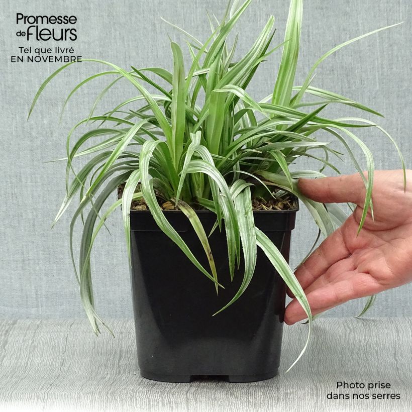 Exemplaar van Astelia chathamica Silver Shadow Pot van 2 l/3 l zoals geleverd in de herfst
