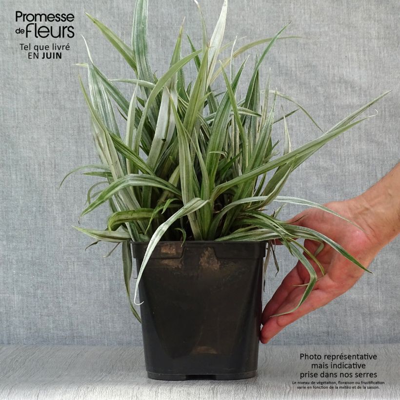 Exemplaar van Astelia chathamica Silver Shadow Pot van 2 l/3 l zoals geleverd in de zomer