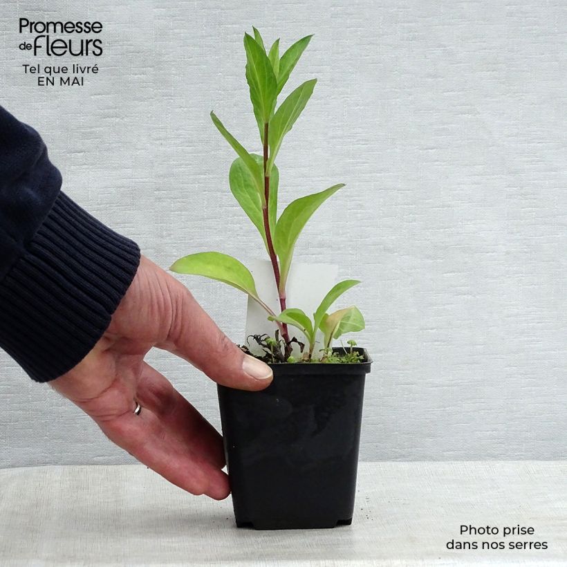 Exemplaar van Aster Barts Blue Beauty - Herfstaster Kweekpotje van 8/9 cm zoals geleverd in de lente