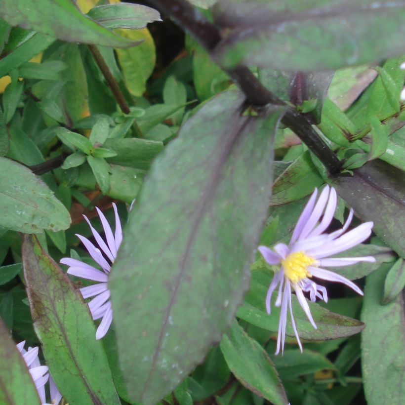 Aster laevis Calliope - Gladde aster (Blad)
