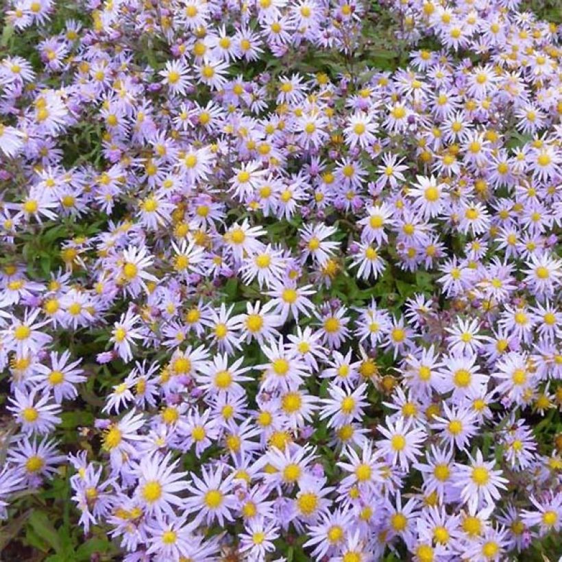 Aster ageratoides Eleven purple - Japanse dwergaster (Bloei)