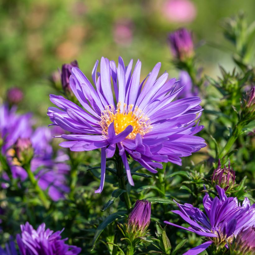 Aster ericoïdes Herfstweelde - Septemberkruid (Bloei)