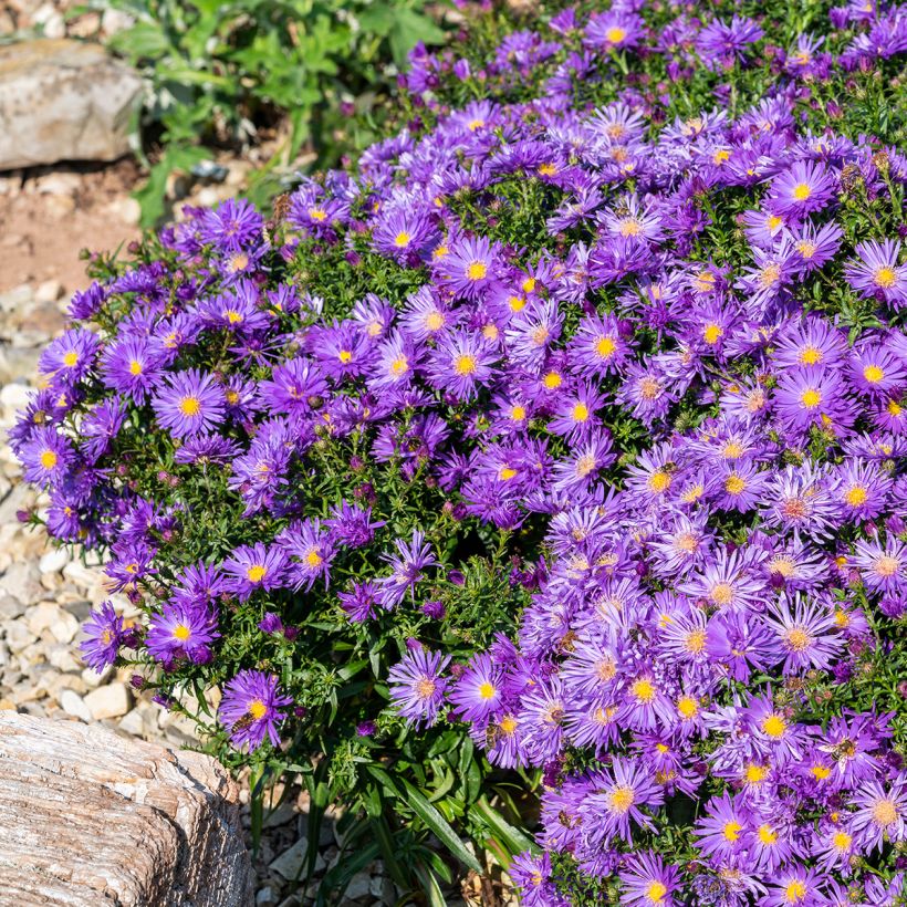 Aster ericoïdes Herfstweelde - Septemberkruid (Groeiplaats)