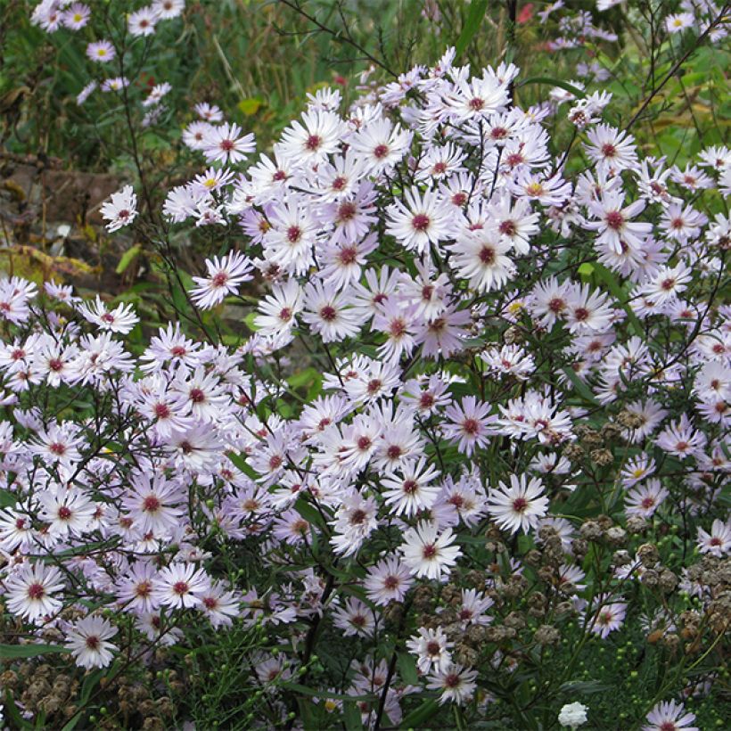 Aster  Le Vasterival - Septemberkruid (Bloei)
