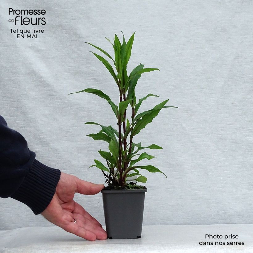 Example of Aster novi-belgii Fellowship - Nieuw-Nederlandse aster Kweekpotje van 8/9 cm as you get in printemps