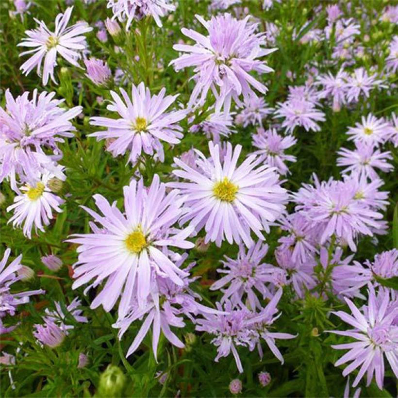 Aster novi-belgii Rosenquarz - Nieuw-Nederlandse aster (Bloei)