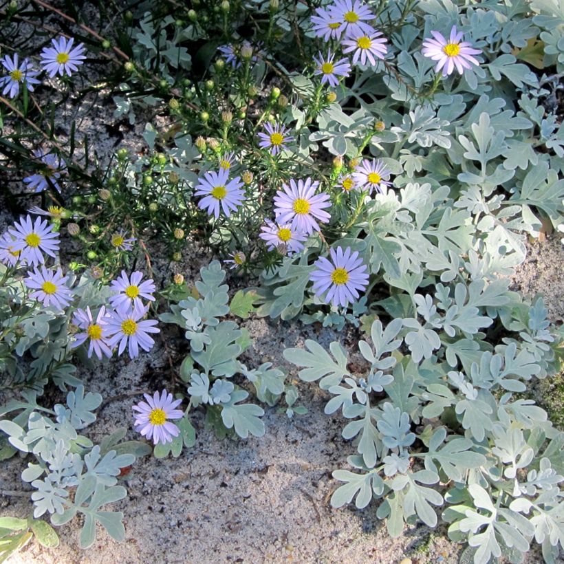 Aster linariifolius - Herfstaster (Groeiplaats)