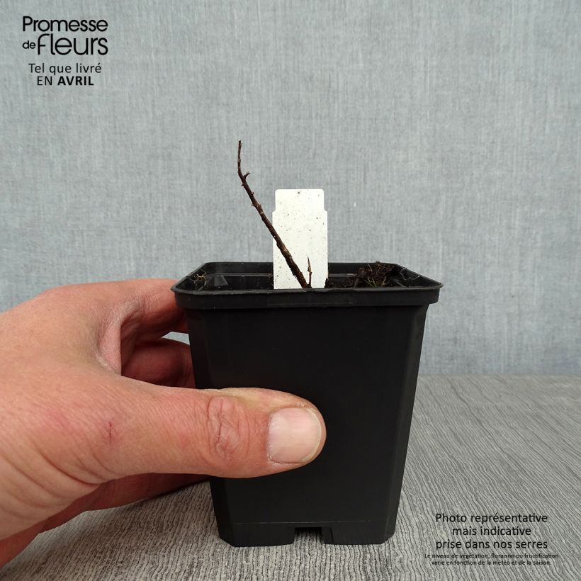 Exemplaar van Aster sedifolius - Herfstaster Kweekpotje van 8/9 cm zoals geleverd in de lente