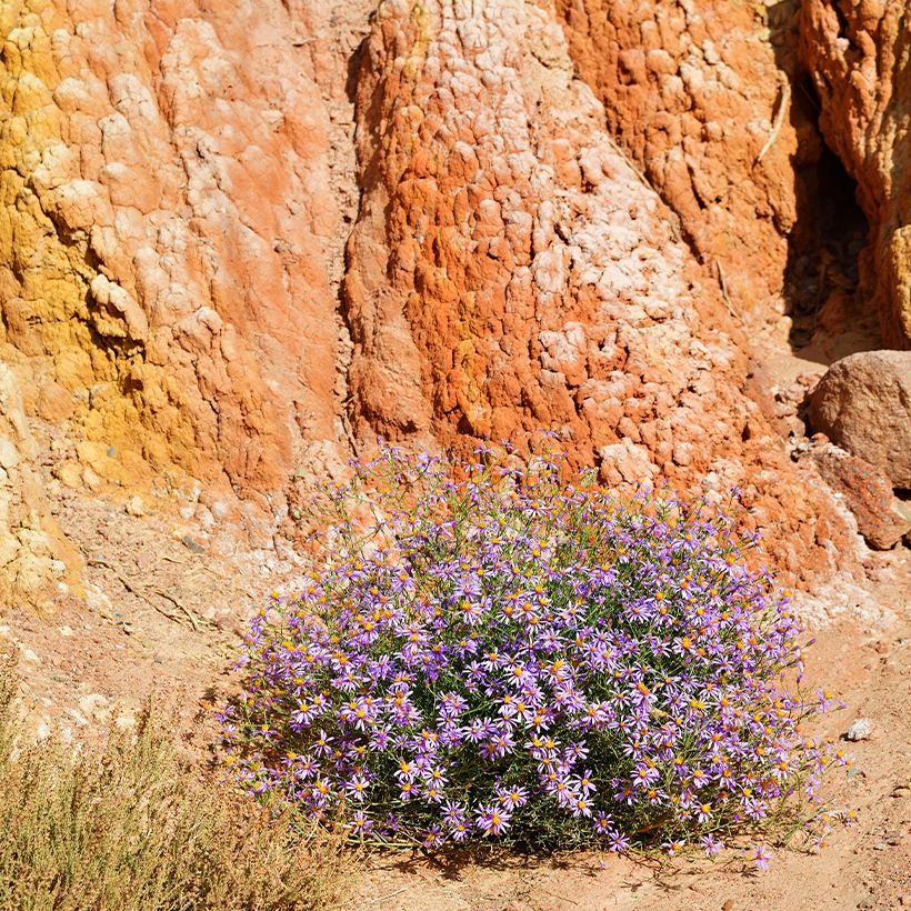 Aster sedifolius - Herfstaster (Groeiplaats)