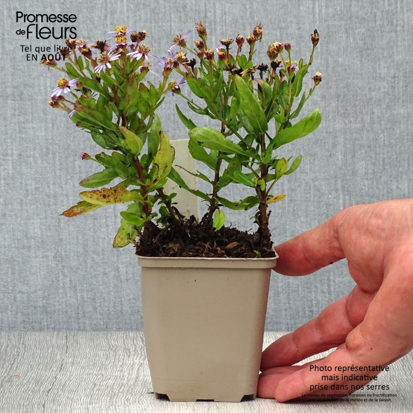 Exemplaar van Aster ageratoides Adustus Nanus - Japanse dwergaster Kweekpotje van 8/9 cm zoals geleverd in de zomer