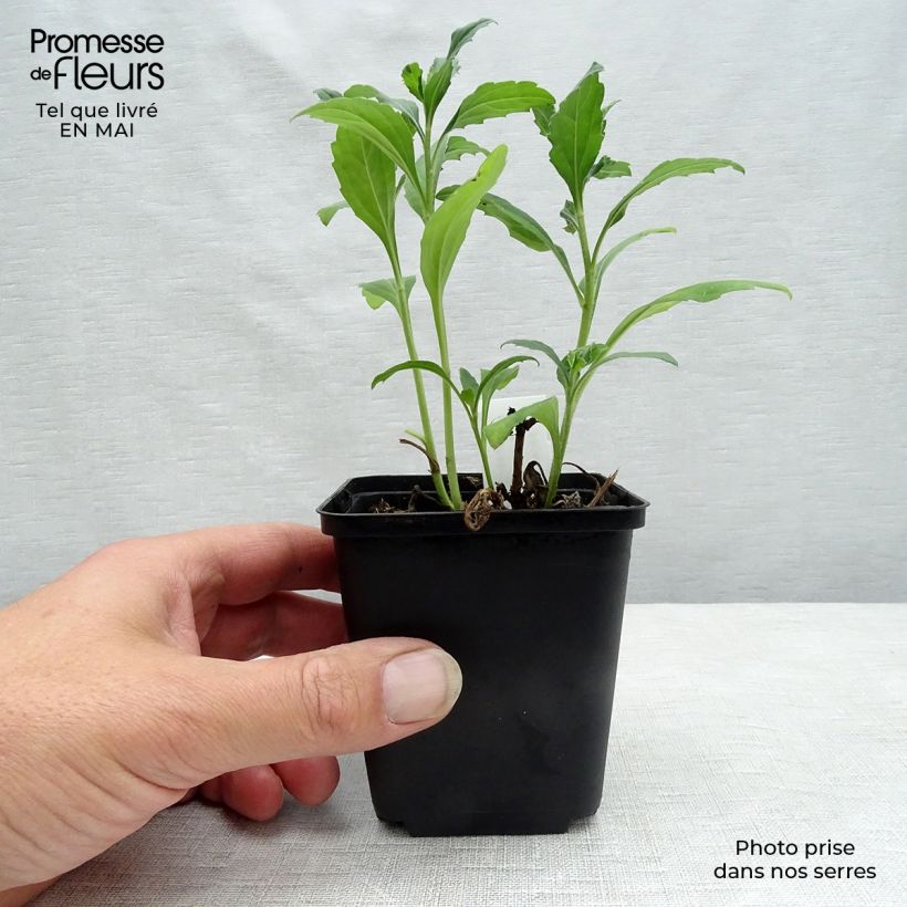 Example of Aster ageratoides Ashvi - Japanse dwergaster Kweekpotje van 8/9 cm as you get in printemps