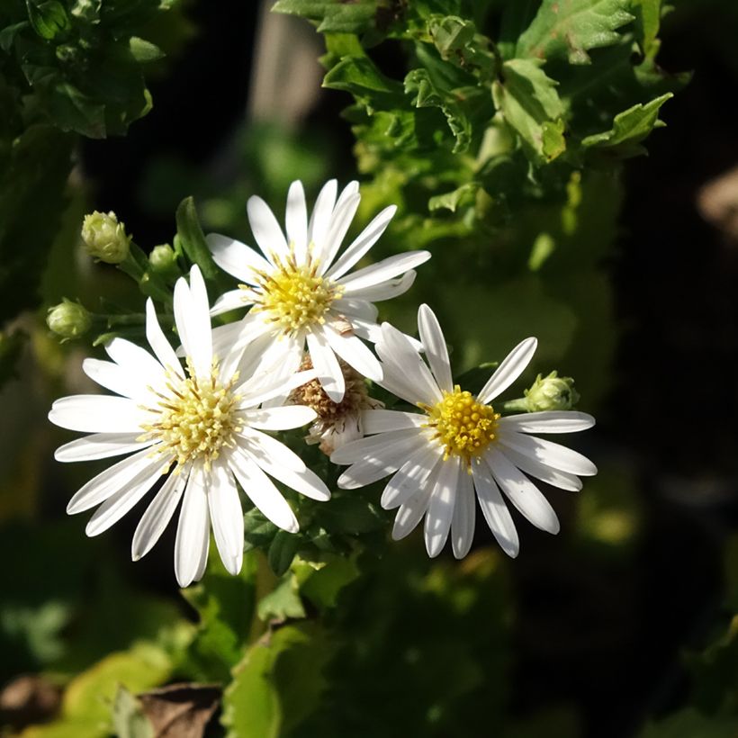 Aster ageratoides Ashvi - Japanse dwergaster (Flowering)