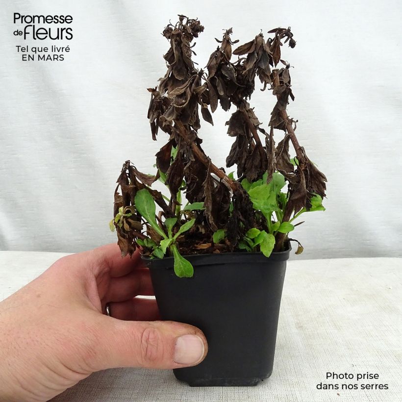 Exemplaar van Aster ageratoides Asmoe - Japanse dwergaster Kweekpotje van 8/9 cm zoals geleverd in de lente