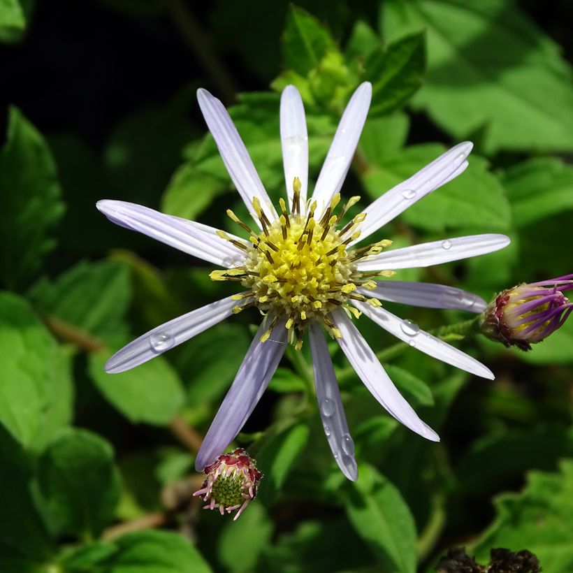 Aster ageratoides Asran - Japanse dwergaster (Bloei)