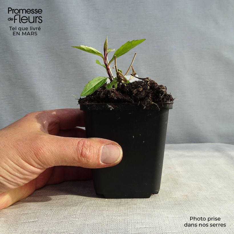 Exemplaar van Aster ageratoides Ezo Murasaki - Japanse dwergaster Kweekpotje van 8/9 cm zoals geleverd in de lente