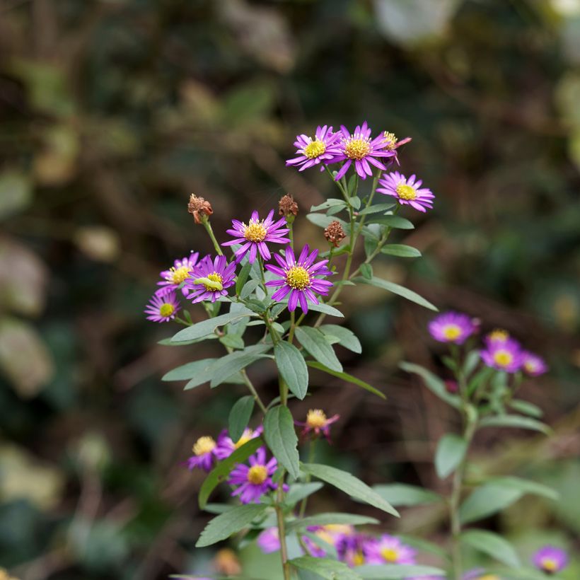 Aster ageratoides Ezo Murasaki - Japanse dwergaster (Bloei)
