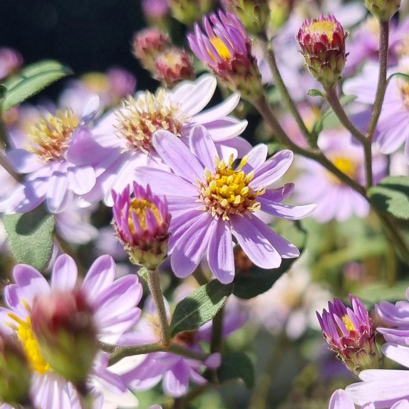 Aster ageratoides Harry Schmidt - Japanse dwergaster (Flowering)
