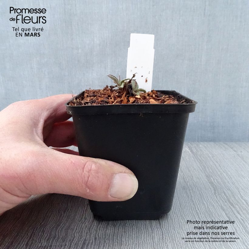 Example of Aster ageratoides Harry Schmidt - Japanse dwergaster Kweekpotje van 8/9 cm as you get in printemps